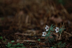あっちに春が来てるよ！