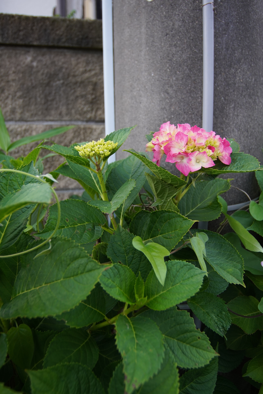 紫陽花