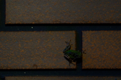 フロッグラフィー　〜カワズ流忍者〜