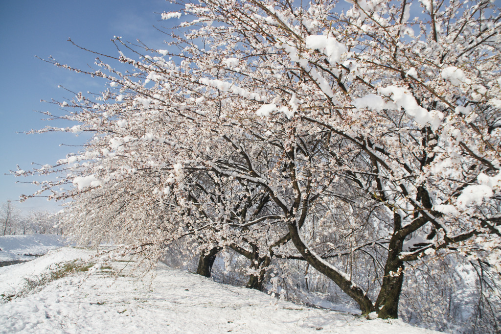 桜雪