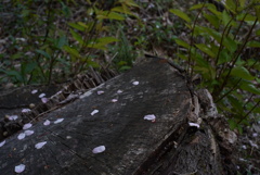 桜の命