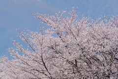 信州の桜 No.3