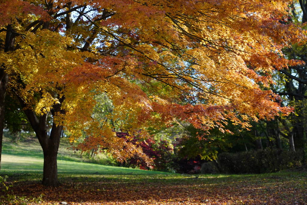 ３年前の紅葉③