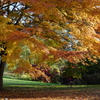 ３年前の紅葉③
