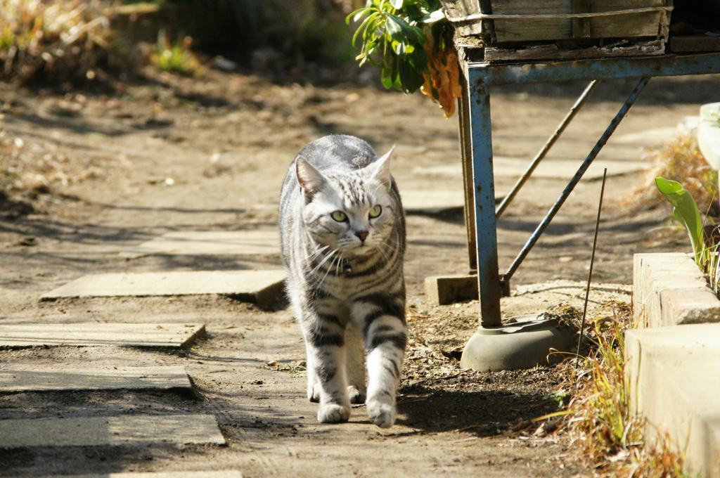 近所の猫