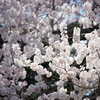 信州の桜 No.20