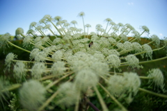 高原の花火