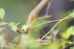 フロッグラフィー　〜頼もしきハンター〜