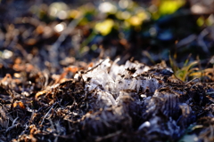 氷のフェニックス