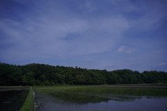 サギ道