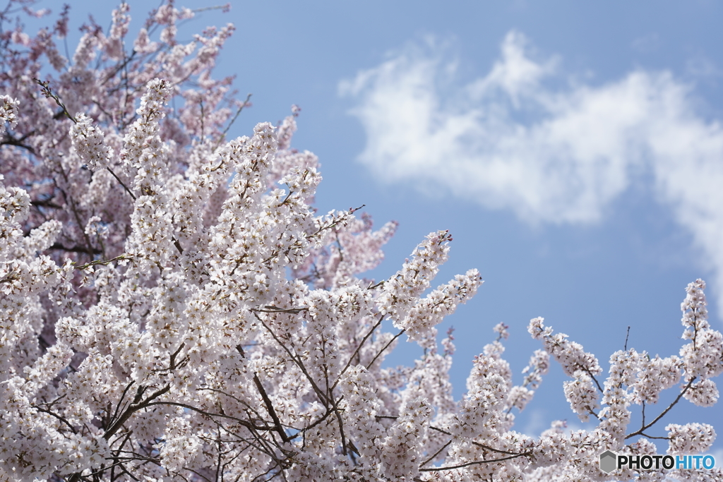 2018桜＠安曇野