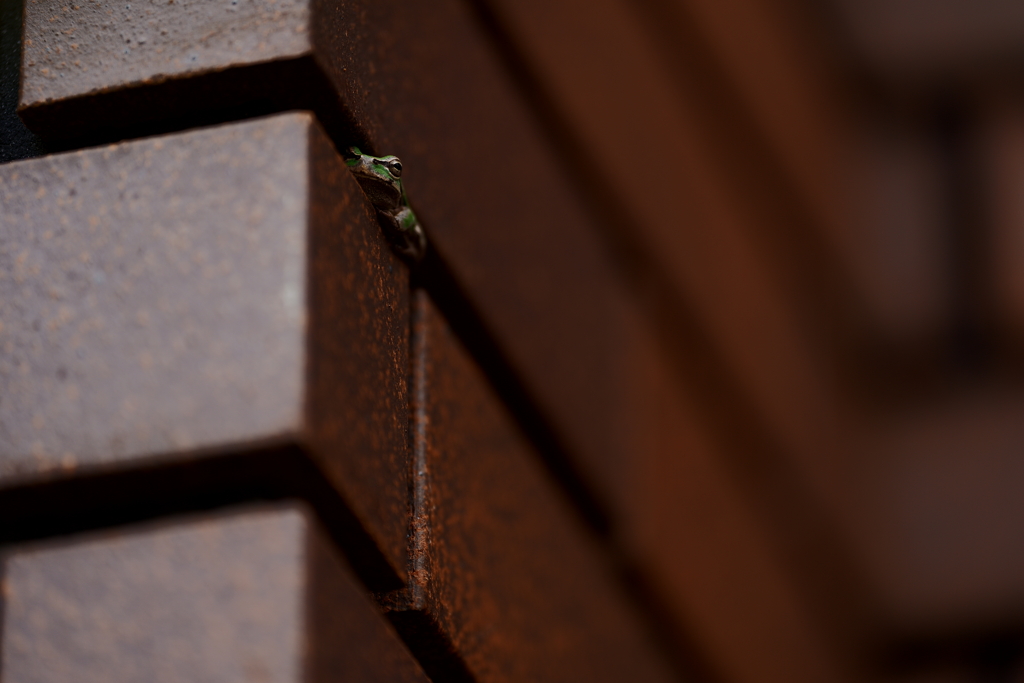 フロッグラフィー　〜修行中〜