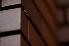 フロッグラフィー　〜修行中〜