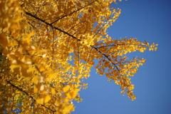 11年前の紅葉②