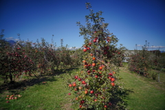 リンゴ畑　比較撮影①