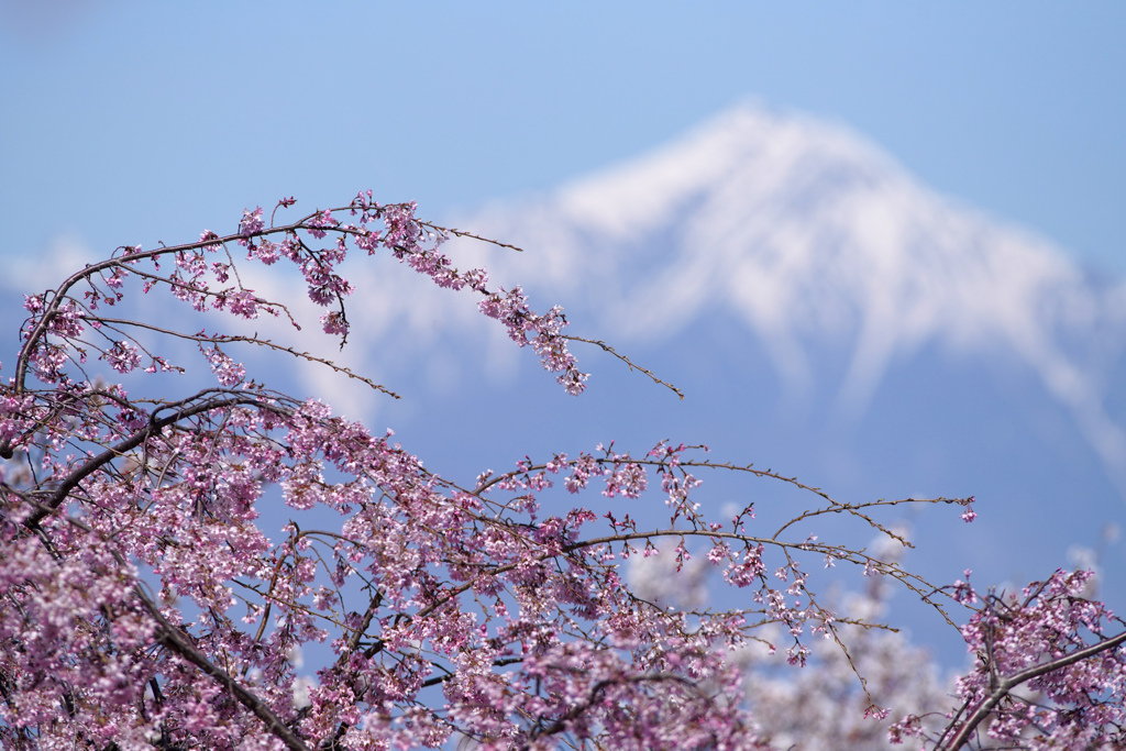 信州の桜 No.2