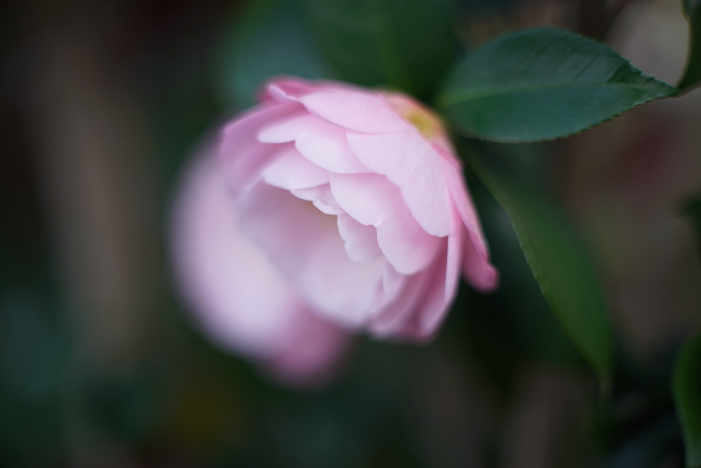 MC/MD開放描写比較　MC ROKKOR-PG 50mm F1.4