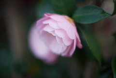 MC/MD開放描写比較　MC ROKKOR-PG 50mm F1.4
