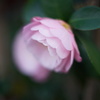 MC/MD開放描写比較　MC ROKKOR-PG 50mm F1.4