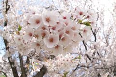 安曇野の桜