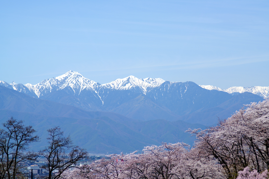 信州の桜 No.16