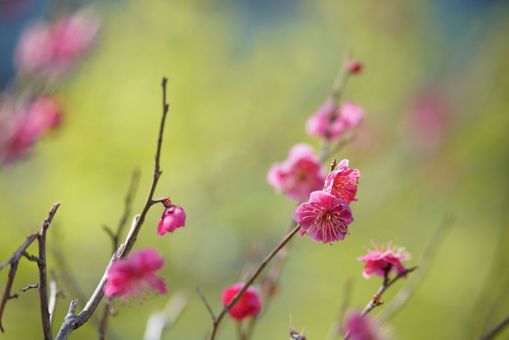 オールドレンズ遊び No.24-2