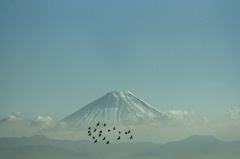 富士に群鳥