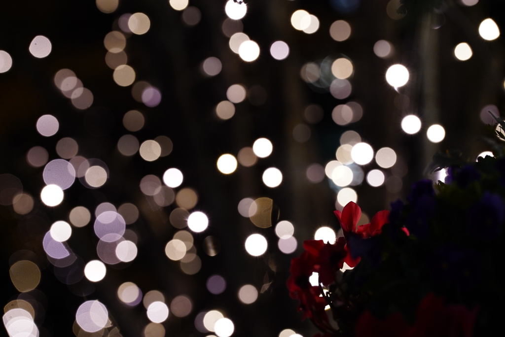 シクラメンの光