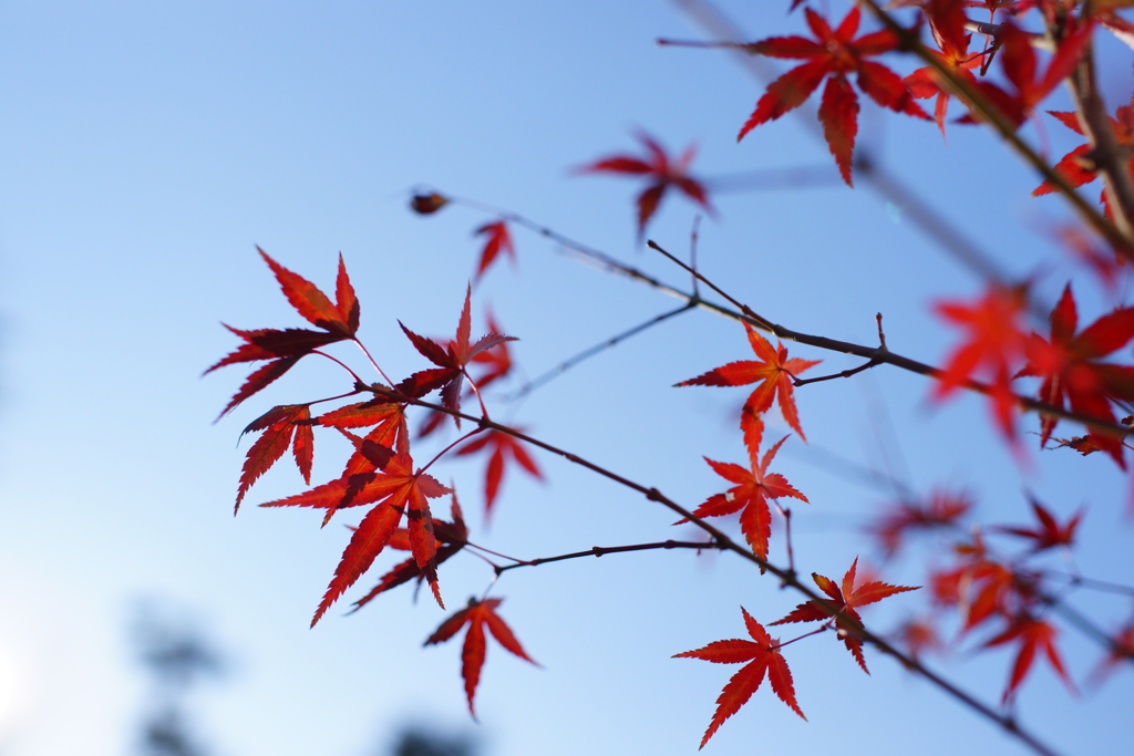 10年前の紅葉③