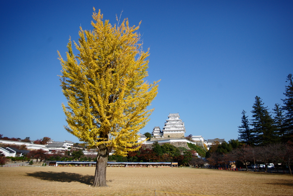 ７年前の紅葉①