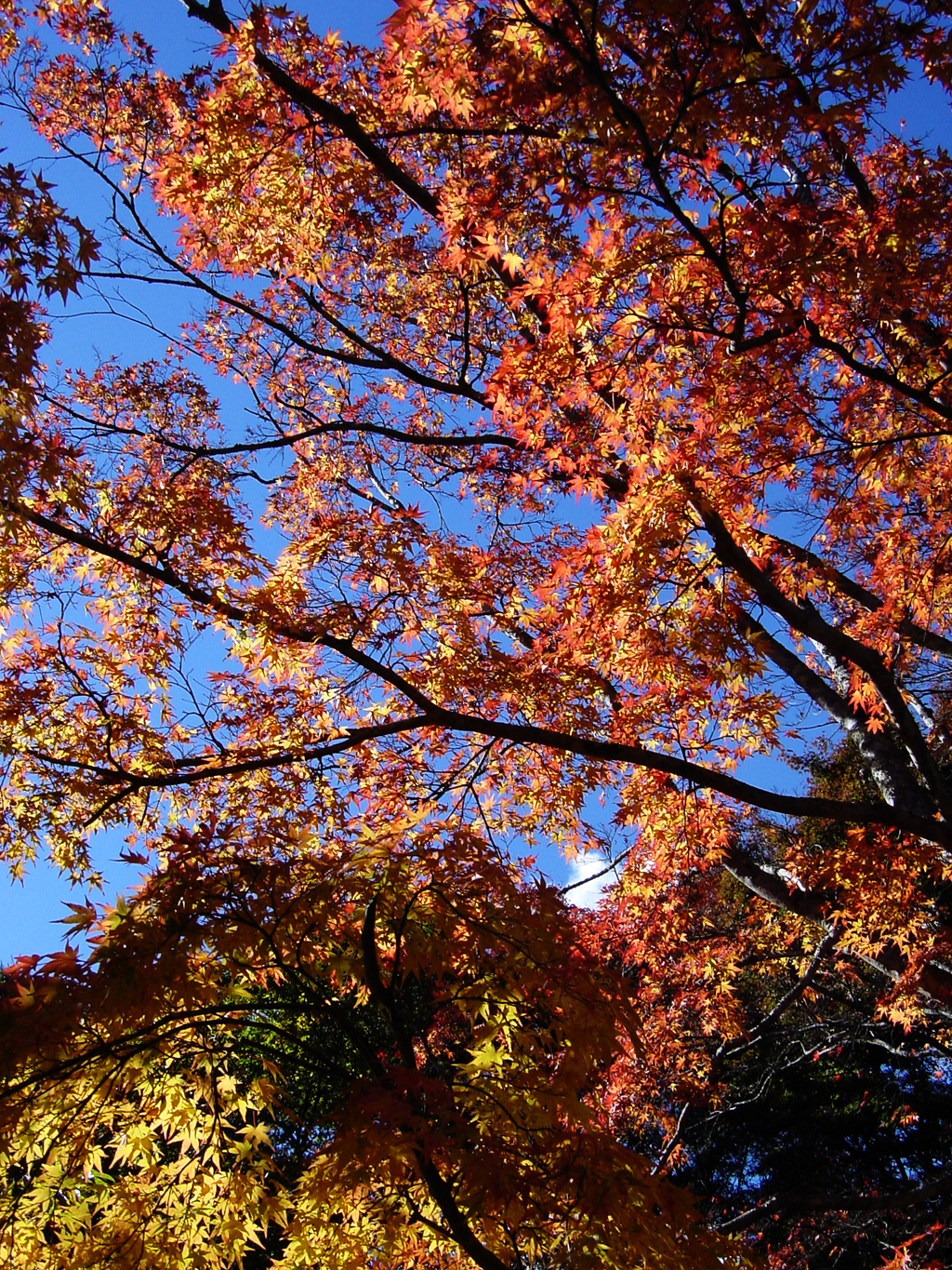 21年前の紅葉 at軽井沢