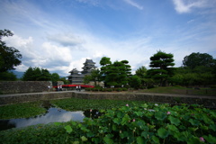 ハス池越しの松本城