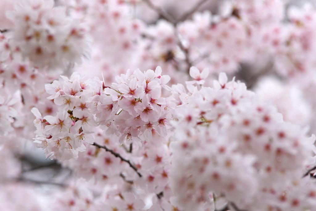 安曇野の桜