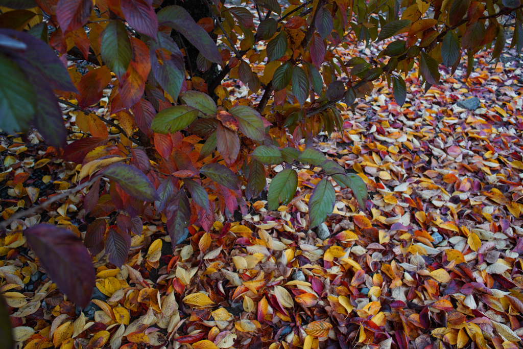 ２年前の紅葉③