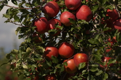 一富士、二鷹、サンふじ