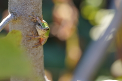 フロッグラフィー 〜ケロストロの城〜 フロッグラフィー 〜ケロストロの城〜