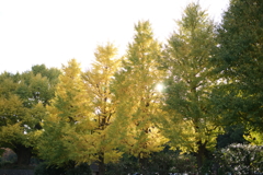 11年前の紅葉③