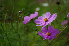 白樺湖畔の秋桜