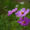 白樺湖畔の秋桜