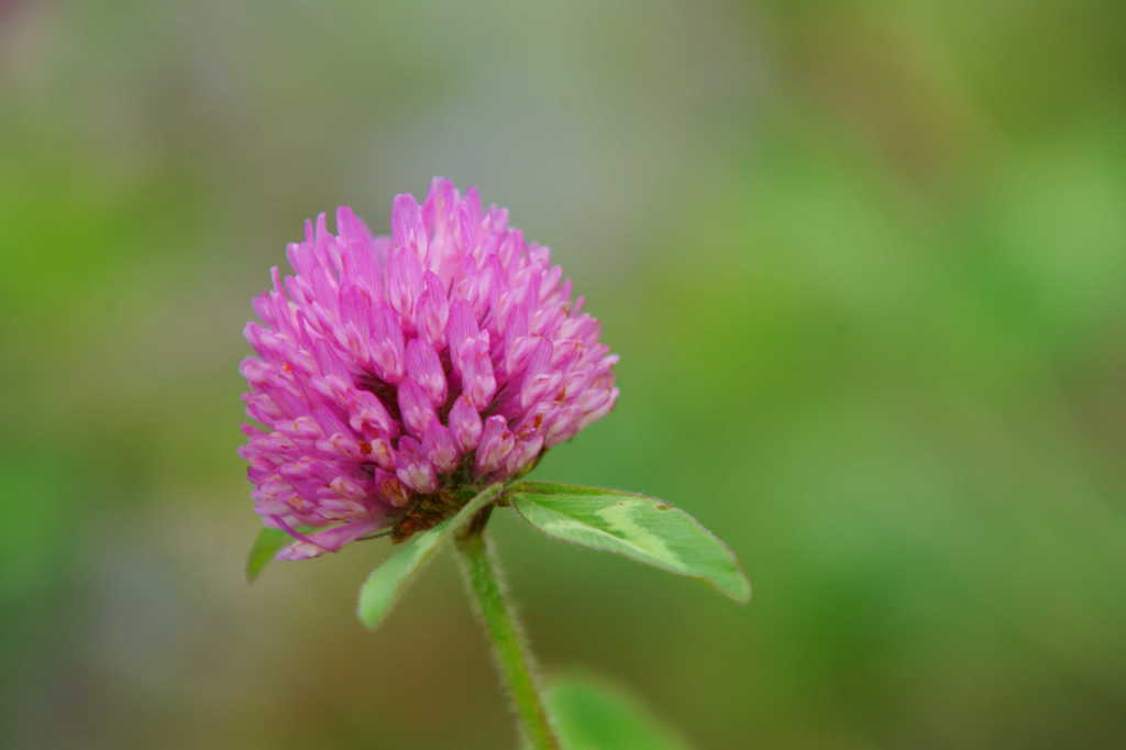 見たことがある花ですが色が違う