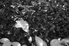 山茶花