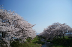 OLD LENSと安曇野の桜　No.1