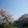OLD LENSと安曇野の桜　No.1