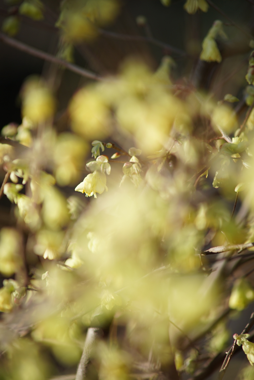 オールドレンズ遊び No.26-1