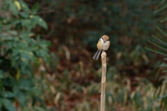 つついたろか。