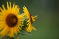 ハチのムサシ