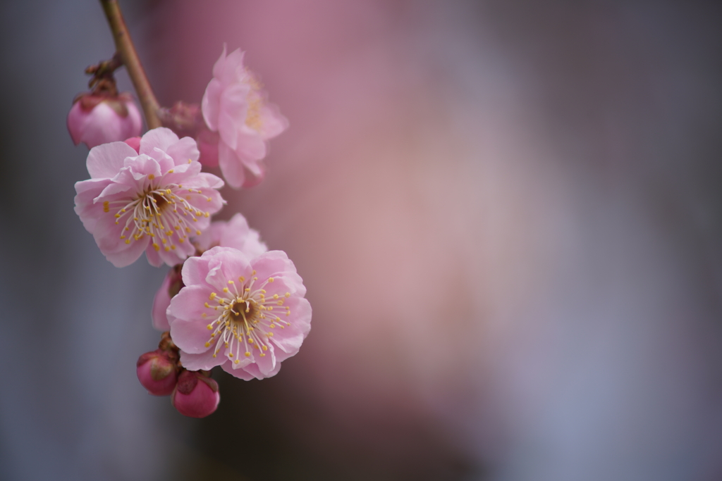 オールドレンズ遊び No.26-8