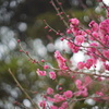 遅い春