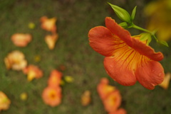 咲く花、散る花