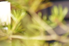 フロッグラフィー　〜忍法隠れ身の術〜